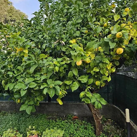 Marty&olly Luxury Garden מונטרוסו אל מארה