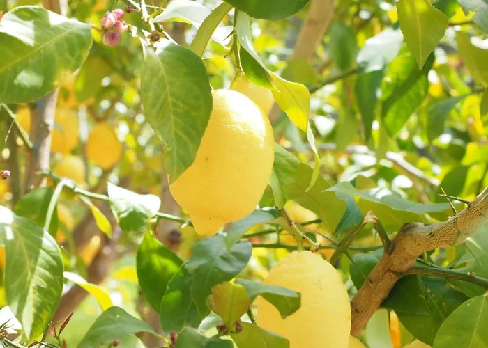 Apartament Marty&olly Luxury Garden Monterosso al Mare