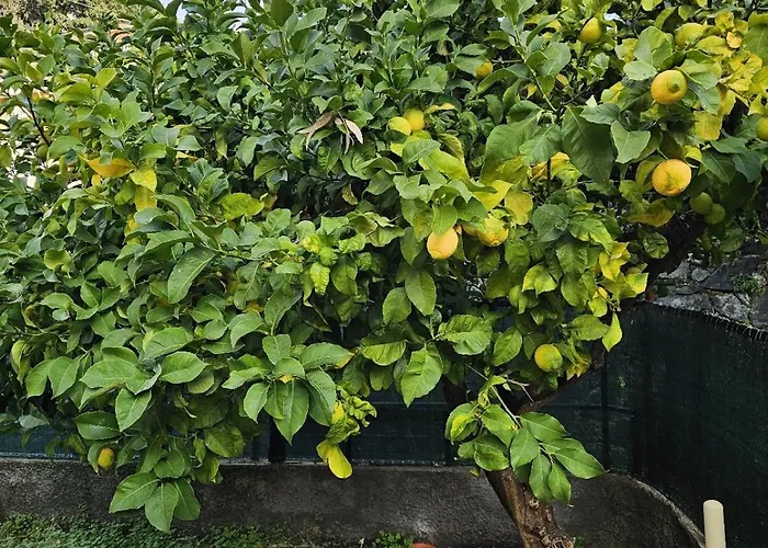 Marty&olly Luxury Garden Monterosso al Mare